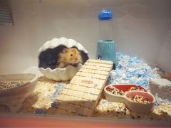 -藦茜花园宠物主题亲子互动体验馆(国顺东路店)