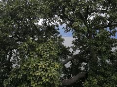 -南诏风情岛