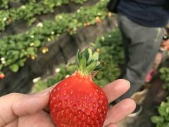 -田趣农庄草莓采摘园
