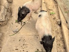 -呀路古热带植物园