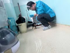 -瑞派申生动物医院·24H夜诊·国际动物医疗中心·骨外科(吴中路店)