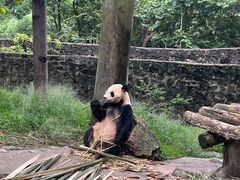 -都江堰中华大熊猫苑