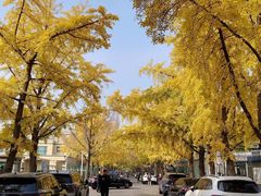 -三里屯东五街银杏大道