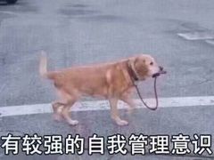 -大炮盐酥鸡(新街口店)