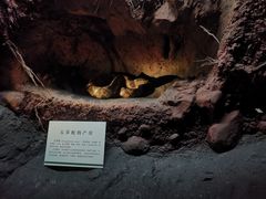 -浙江自然博物院(杭州馆)