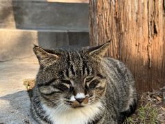 -泰山风景名胜区-普照寺