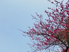 -杭州植物园