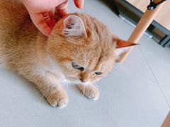 -柚子猫舍·精品猫舍购猫·猫咪认养·购宠·宠物店