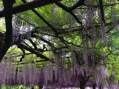 -嘉定紫藤园