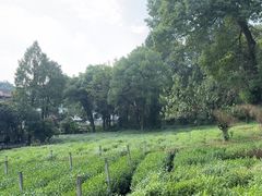 -野蔓果·山野菜(西湖景区·龙井茶田店)