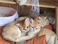 -猫的茶·猫咖