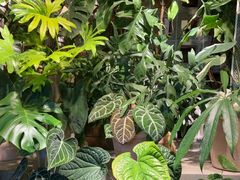 -自由生长植物工作室(深港花卉中心店)
