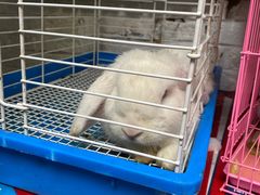 -大象厨房(重庆道店)