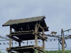 -石家庄市动物园