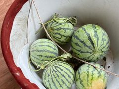 -南汇新场正宗水蜜桃采摘