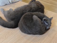 -喵小馆·猫咖狗咖猪咖·饮品店