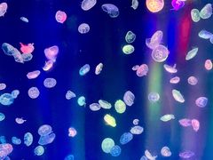 -海合安成都极地海洋公园