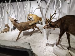 -南宫五洲植物乐园