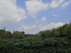 -雀舞云南菜(乐客城店)