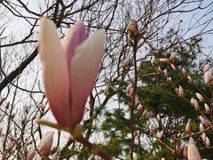 -大兴滨河森林公园