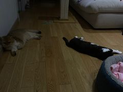 -飞行喵MR PILOT|猫舍·猫咖(静安大融城店)