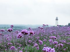 -紫颐香薰山谷景区