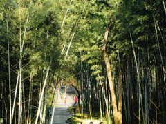 -青龙山国家森林公园