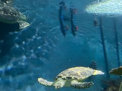 -上海海洋水族馆