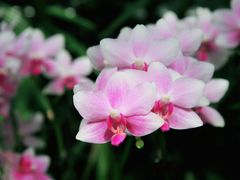 -北京植物园-展览温室