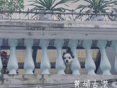 -黄埔古港