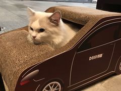 -瞄一喵猫咖(格力海岸店)