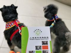 -爱侣宠医·鹦鹉专科·小型哺乳类·异宠专科(灵石路店)