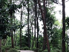 -铁山坪森林公园