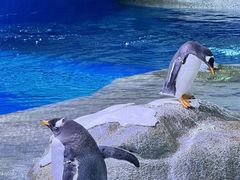 -西安曲江海洋极地公园
