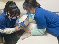 -乐派堂宠物医院·猫友好· 心脏科(东街店)