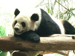 -珠海横琴长隆《卡卡虎奇遇记》