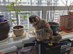 -美联众合爱康动物医院•复杂内科•肿瘤科•牙科•腔镜诊疗中心