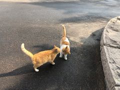 -云海肴云南菜·蒸汽石锅鱼(青岛万象城店)