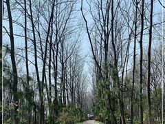 -合肥滨湖国家森林公园