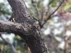 -西湖外事游船(花港观鱼码头)