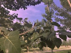 -汉长安城未央宫国家考古遗址公园