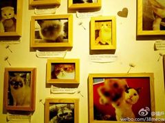 -喵园·猫主题咖啡厅·撸猫·猫咖(国贸店)