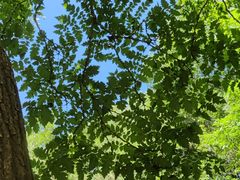 -北京西山国家森林公园