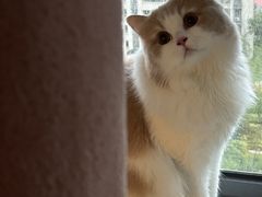 -老吴的猫·猫舍(新区店)