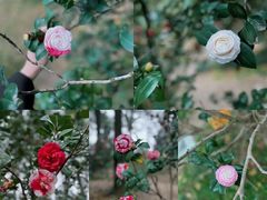 -中国科学院华南植物园