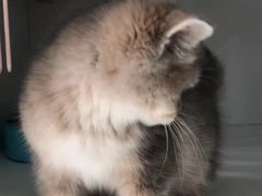 -东方名猫馆·英短金渐层布偶猫舍(环线广场1号楼店)