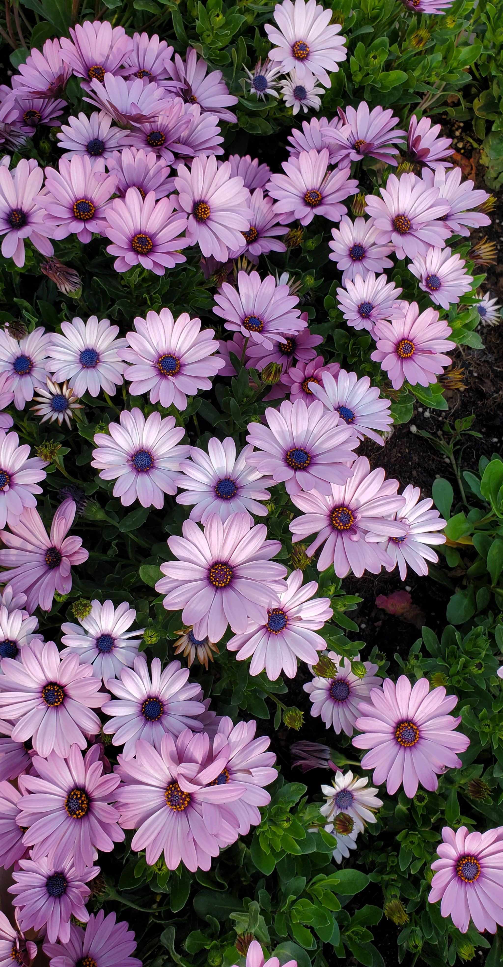 森林公园的野菊花