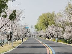-羊山湖公园