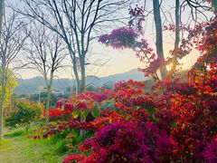 -新安江山水画廊风景区