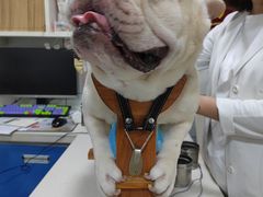 -西安京西宠物医院·瘫痪·疑难杂症